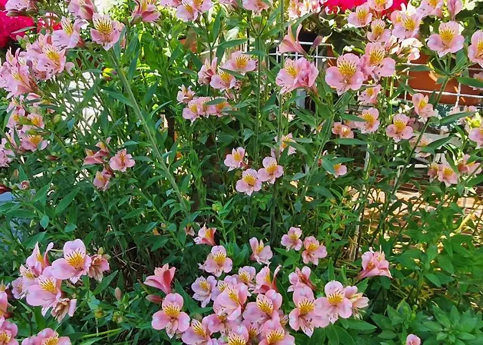 New!!! 2024 Marea With Xxl Sunny Terrace Lejlighed Poreč